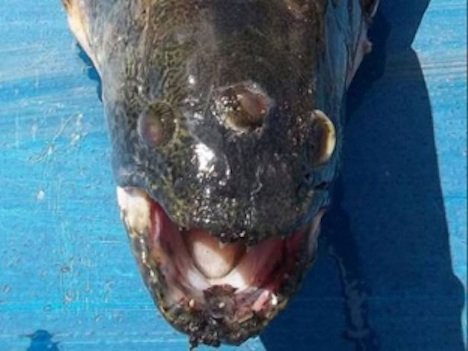 dreiaeugiger fisch
